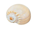 COCHILIE MARE MELC, MELO AMPHORA