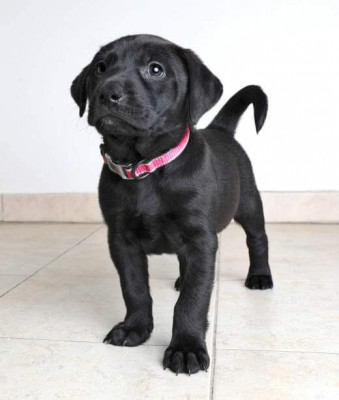 V&amp;acirc;nd labrador cu pedigree foto