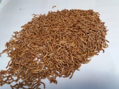 viermele de faina mealworms foto