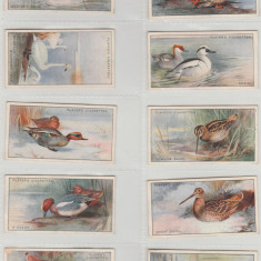 1927 Pasari de vanat - set complet 50 cartonase PLAYER'S Cigarette Cards