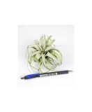 Tillandsia Xerographica Bonsai - Medie
