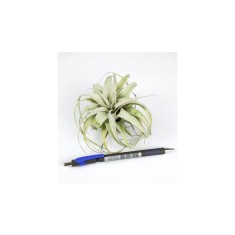 Tillandsia Xerographica Bonsai - Medie