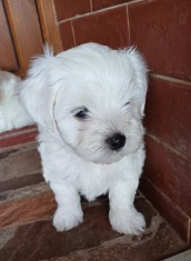 Bichon Maltez