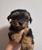 Yorkshire terrier, Top Dog