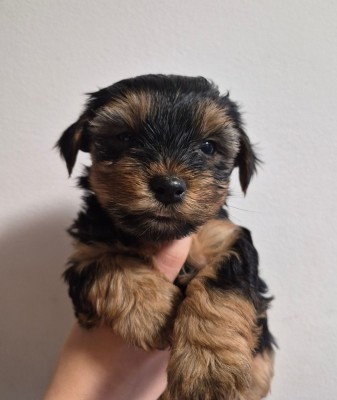 Yorkshire terrier foto