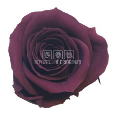 Trandafiri Criogenati MINI PURPLE (Ø3,5-4,5cm, set 12 buc /cutie)