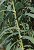 planta trestie uriasa arundo donax