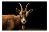 Tablou Canvas, "Capra pe fundal &icirc;ntunecat", Goat, Horns, Brown, Portrait, Darkness, Animal, Whiskers, 39 x 26 cm, CMCLASS
