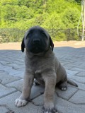V&acirc;nd pui Kangal