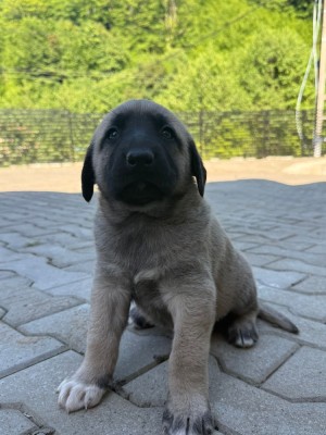 V&amp;acirc;nd pui Kangal foto