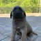 V&acirc;nd pui Kangal