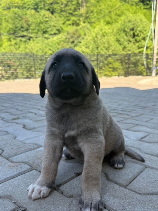 V&acirc;nd pui Kangal