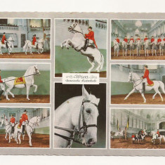AT1 -Carte Postala-AUSTRIA- Viena, Spanish riding School , necirculata