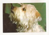RF56 -Carte Postala- Bichon, necirculat