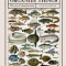 How Zoologists Organize Things: The Art of Classification