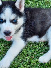 Pui husky siberian foto