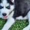Pui husky siberian