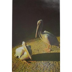 Stockholm. Operan, Karl XII, Jakobs Kyrka och almarna. Carte postala necirculata