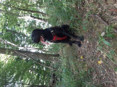 Vand cane corso urgent foto