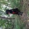 Vand cane corso urgent