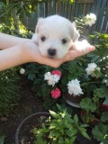 Bichon frise/maltez