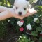 Bichon frise/maltez