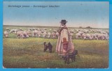 (24) CARTE POSTALA AUSTROUNGARIA - TEMATICA - CIOBANAS CU OILE, Austria, Circulata, Printata