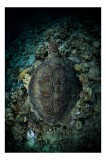 Tablou Canvas, "Bucur&acirc;ndu-se de liniștea ad&acirc;ncurilor marine", Broască, Țestoasă, Coral, Ocean, Ad&acirc;ncuri, Subacvatic, Natură, Marine, Frumusețe, 26 x 3