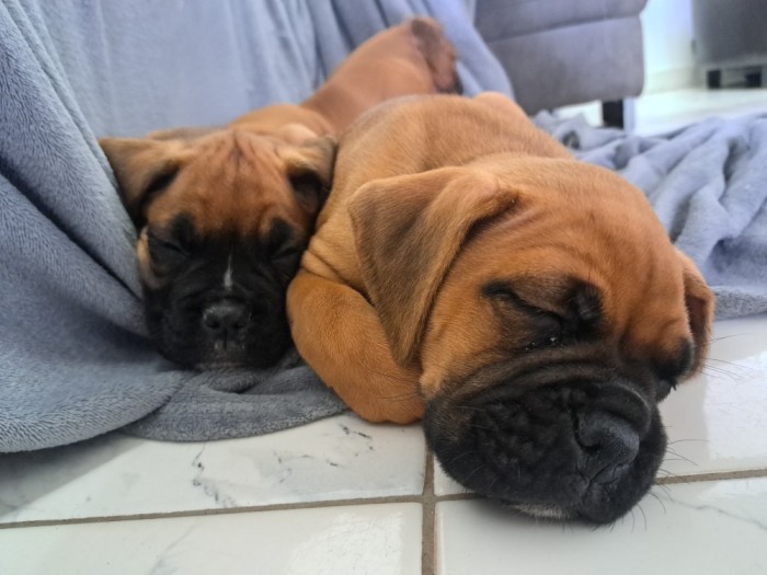 Pui boxeri de vanzare