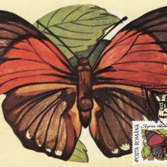 C4073 - Romania 1991 - Fluturi carte postala maxima