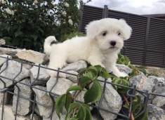 Ca?el Bichon maltez mini toy. foto