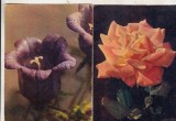 bnk cp Plante - Flori - lot 30 carti postale necirculate *