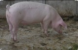 Vand 10 porci
