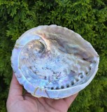 SCOICA ABALONE, STARE NATURALA, NESLEFUITA