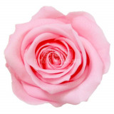 Cumpara ieftin Trandafiri Criogenati Mini Bridal Pink (&Oslash;3,5-4,5cm, set 12 buc)