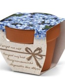 Greengift Terracotta Terracotta Forget me Not Kit Gradinarit