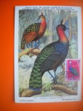 HOPCT MAXIMA NR 1050 CONGO PAUN CONGOLEZ 1963 -AFRICA-FAUNA