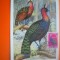 HOPCT MAXIMA NR 1050 CONGO PAUN CONGOLEZ 1963 -AFRICA-FAUNA