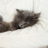 ANGORA turceasca gri