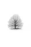 Tablou Canvas, "Copacul singuratic &icirc;n iarna albă", Arbore, Solitudine, Iarnă, Alb, Puritate, Tranquilitate, Natură, Minimalism, 26 x 39 cm, CMCLASS