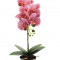 Orhidee artificiala siliconata cu aspect 100% natural in bol de ceramica, 50 cm, Roz cu Alb Tip2