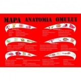 Mapa Anatomia omului. 6 planse A4, pliante, plastifiate