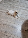 Bichon Maltez, Biotur