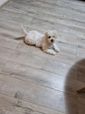 Bichon Maltez