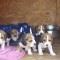 Beagle de v&acirc;nzare