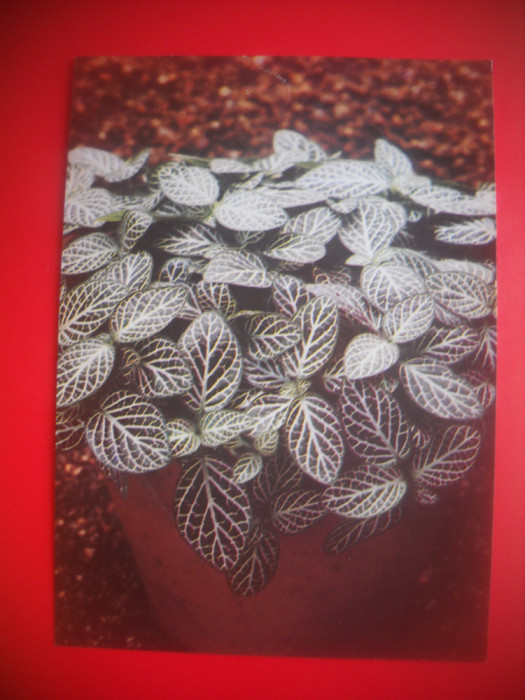 HOPCT 87019 FITON CU NERVURI/FITTONIA C -CARTE POSTALA FLORI RUSIA-NECIRCULATA