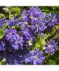 Clematis Floral Dance PBR C2 E Flori Mari T&acirc;rzii, Oem