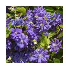 Clematis Floral Dance PBR C2 E Flori Mari T&acirc;rzii