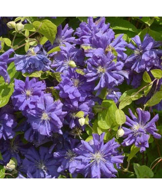 Clematis Floral Dance PBR C2 E Flori Mari T&amp;acirc;rzii foto