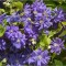 Clematis Floral Dance PBR C2 E Flori Mari T&acirc;rzii